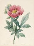 Chrysanthemum Parthenium (Batchelors Buttons), 1831 (W/C with Some Bodycolour on Vellum)-Louise D'Orleans-Giclee Print