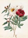 Red and White Herbaceous Paeonies, 1829 (W/C with Some Bodycolour on Vellum)-Louise D'Orleans-Giclee Print