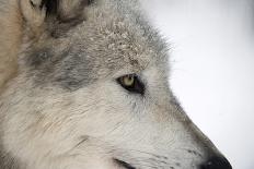 Close-Up of Face and Snout of a North American Timber Wolf (Canis Lupus) in Forest, Austria, Europe-Louise Murray-Photographic Print