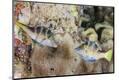 Premium Photographic Print