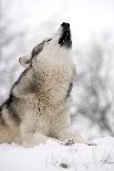 North American Timber Wolf (Canis Lupus) Howling in the Snow in Deciduous Forest-Louise Murray-Photographic Print
