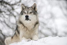 North American Timber Wolf (Canis Lupus) Howling in the Snow in Deciduous Forest-Louise Murray-Photographic Print