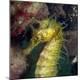 Premium Photographic Print