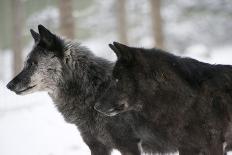 Two Sub Adult North American Timber Wolves (Canis Lupus) in Snow, Austria, Europe-Louise Murray-Photographic Print