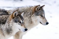 Two Black Melanistic Variants of North American Timber Wolf (Canis Lupus) in Snow, Austria, Europe-Louise Murray-Photographic Print