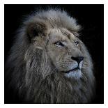 Proud Lion-Louise Wolbers-Framed Giclee Print