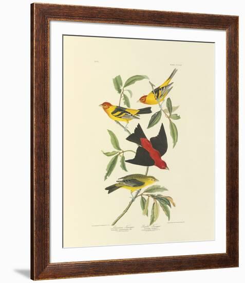 Louisiana and Scarlet Tanager-John James Audubon-Framed Premium Giclee Print