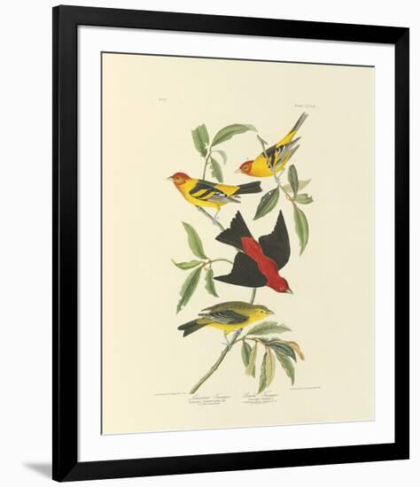 Louisiana and Scarlet Tanager-John James Audubon-Framed Premium Giclee Print