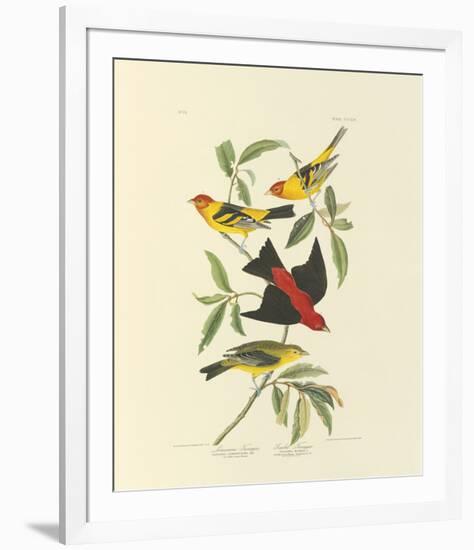 Louisiana and Scarlet Tanager-John James Audubon-Framed Premium Giclee Print