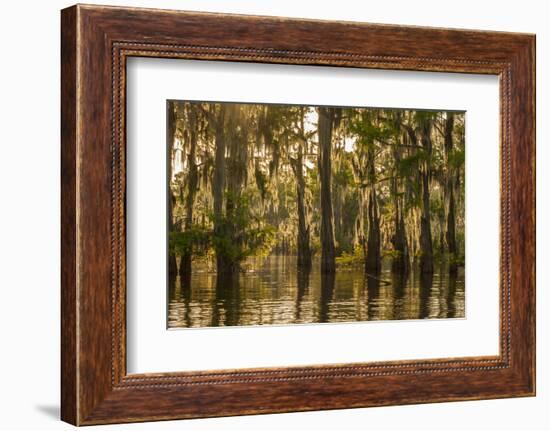 Louisiana, Atchafalaya Basin. Cypress Trees Reflect in Swamp-Jaynes Gallery-Framed Photographic Print