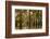 Louisiana, Atchafalaya Basin. Cypress Trees Reflect in Swamp-Jaynes Gallery-Framed Photographic Print