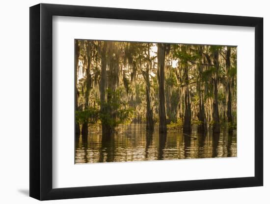 Louisiana, Atchafalaya Basin. Cypress Trees Reflect in Swamp-Jaynes Gallery-Framed Photographic Print