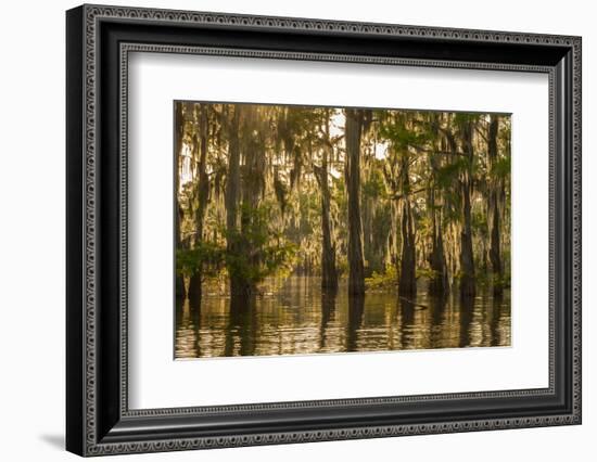 Louisiana, Atchafalaya Basin. Cypress Trees Reflect in Swamp-Jaynes Gallery-Framed Photographic Print