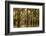 Louisiana, Atchafalaya Basin. Cypress Trees Reflect in Swamp-Jaynes Gallery-Framed Photographic Print