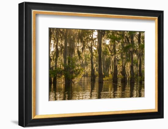 Louisiana, Atchafalaya Basin. Cypress Trees Reflect in Swamp-Jaynes Gallery-Framed Photographic Print