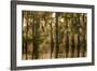 'Louisiana, Atchafalaya Basin. Cypress Trees Reflect in Swamp ...