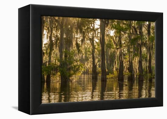 Louisiana, Atchafalaya Basin. Cypress Trees Reflect in Swamp-Jaynes Gallery-Framed Premier Image Canvas
