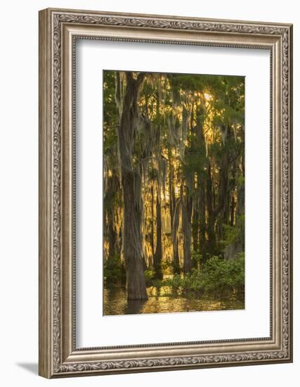 Louisiana, Atchafalaya Basin. Cypress Trees with Spanish Moss-Jaynes Gallery-Framed Photographic Print