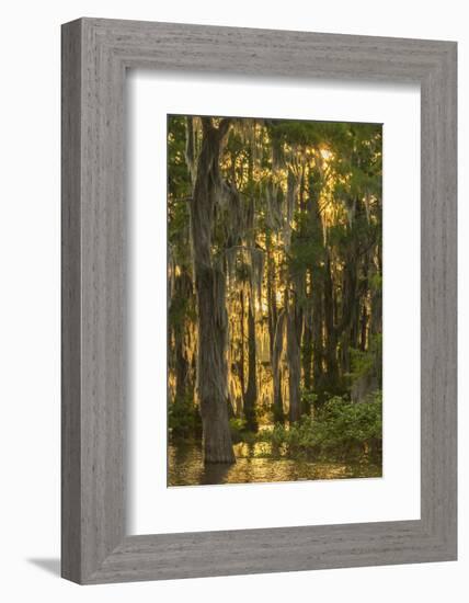 Louisiana, Atchafalaya Basin. Cypress Trees with Spanish Moss-Jaynes Gallery-Framed Photographic Print