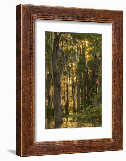 Louisiana, Atchafalaya Basin. Cypress Trees with Spanish Moss-Jaynes Gallery-Framed Photographic Print