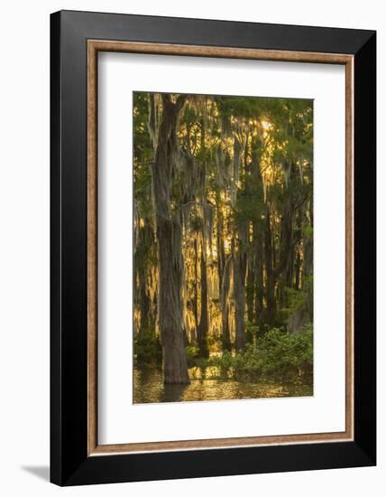 Louisiana, Atchafalaya Basin. Cypress Trees with Spanish Moss-Jaynes Gallery-Framed Photographic Print