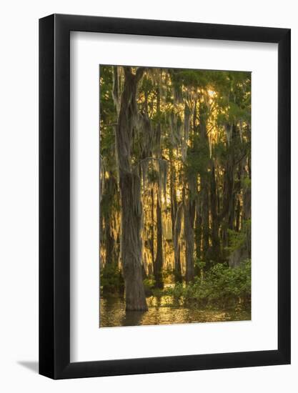 Louisiana, Atchafalaya Basin. Cypress Trees with Spanish Moss-Jaynes Gallery-Framed Photographic Print