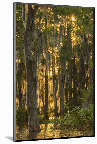 Louisiana, Atchafalaya Basin. Cypress Trees with Spanish Moss-Jaynes Gallery-Mounted Photographic Print