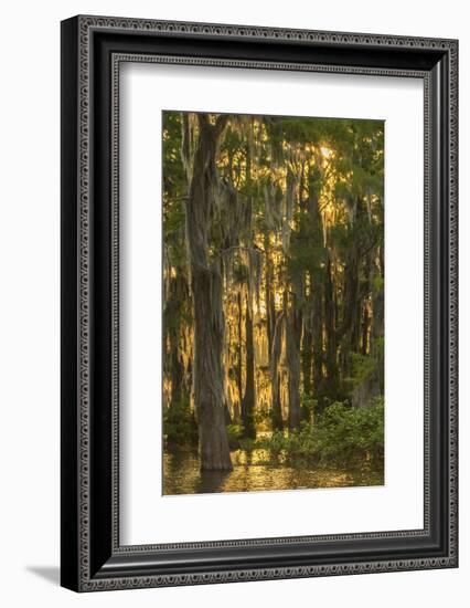 Louisiana, Atchafalaya Basin. Cypress Trees with Spanish Moss-Jaynes Gallery-Framed Photographic Print