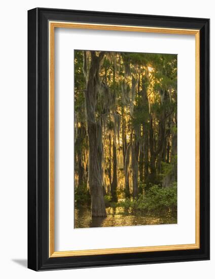 Louisiana, Atchafalaya Basin. Cypress Trees with Spanish Moss-Jaynes Gallery-Framed Photographic Print