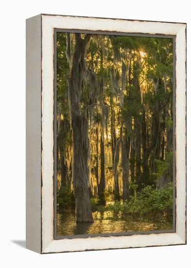 Louisiana, Atchafalaya Basin. Cypress Trees with Spanish Moss-Jaynes Gallery-Framed Premier Image Canvas