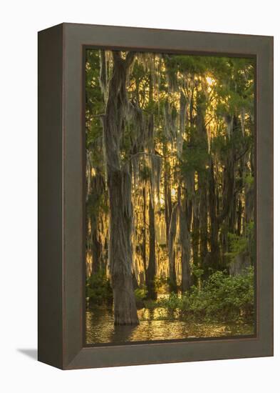 Louisiana, Atchafalaya Basin. Cypress Trees with Spanish Moss-Jaynes Gallery-Framed Premier Image Canvas