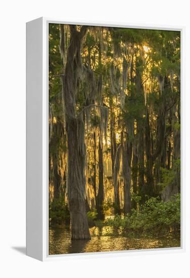Louisiana, Atchafalaya Basin. Cypress Trees with Spanish Moss-Jaynes Gallery-Framed Premier Image Canvas