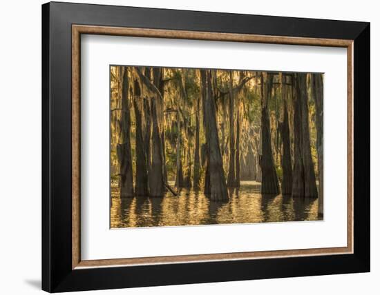 Louisiana, Atchafalaya Basin. Cypress Trees with Spanish Moss-Jaynes Gallery-Framed Photographic Print