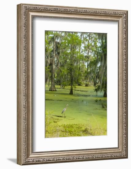 Louisiana, Atchafalaya Basin, Lake Martin. Great Blue Heron in Lake Swamp-Jaynes Gallery-Framed Photographic Print