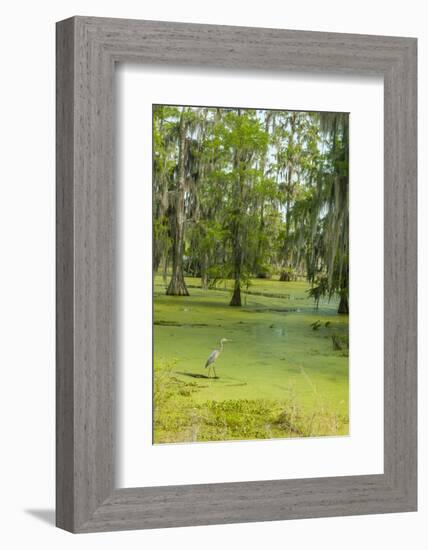 Louisiana, Atchafalaya Basin, Lake Martin. Great Blue Heron in Lake Swamp-Jaynes Gallery-Framed Photographic Print