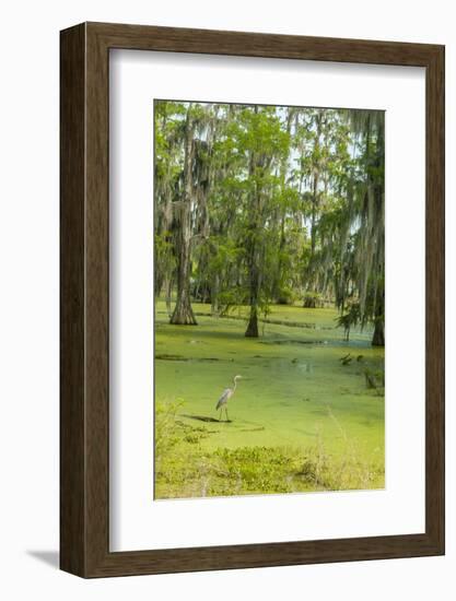 Louisiana, Atchafalaya Basin, Lake Martin. Great Blue Heron in Lake Swamp-Jaynes Gallery-Framed Photographic Print