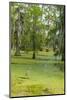 Louisiana, Atchafalaya Basin, Lake Martin. Great Blue Heron in Lake Swamp-Jaynes Gallery-Mounted Photographic Print