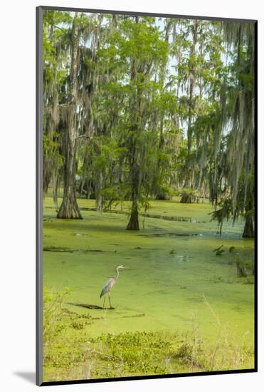 Louisiana, Atchafalaya Basin, Lake Martin. Great Blue Heron in Lake Swamp-Jaynes Gallery-Mounted Photographic Print