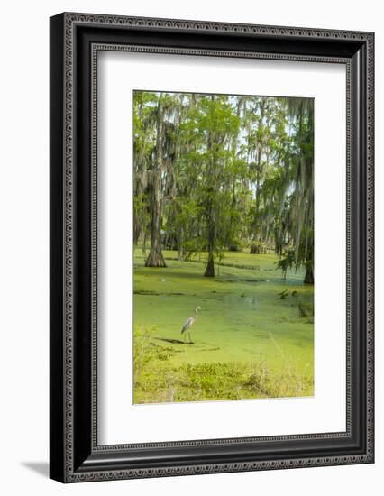 Louisiana, Atchafalaya Basin, Lake Martin. Great Blue Heron in Lake Swamp-Jaynes Gallery-Framed Photographic Print