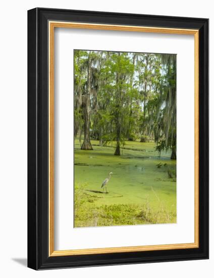 Louisiana, Atchafalaya Basin, Lake Martin. Great Blue Heron in Lake Swamp-Jaynes Gallery-Framed Photographic Print