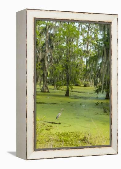 Louisiana, Atchafalaya Basin, Lake Martin. Great Blue Heron in Lake Swamp-Jaynes Gallery-Framed Premier Image Canvas