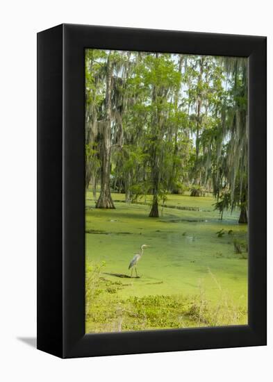 Louisiana, Atchafalaya Basin, Lake Martin. Great Blue Heron in Lake Swamp-Jaynes Gallery-Framed Premier Image Canvas