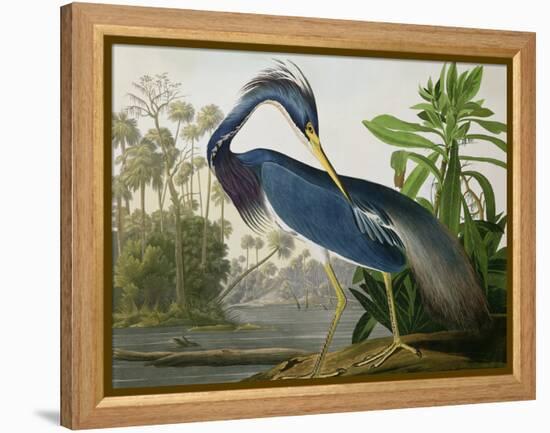 Louisiana Heron from "Birds of America"-John James Audubon-Framed Premier Image Canvas