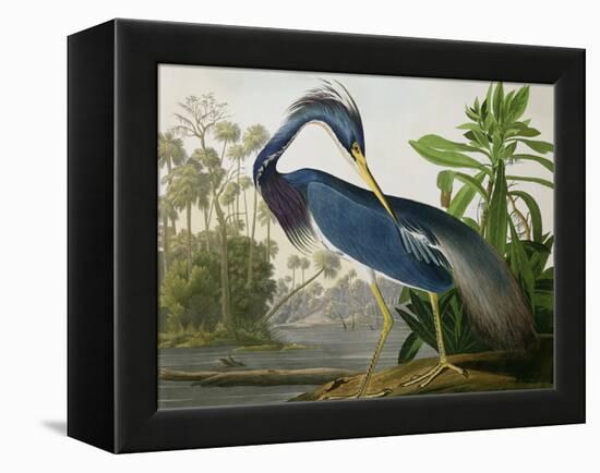 Louisiana Heron from "Birds of America"-John James Audubon-Framed Premier Image Canvas