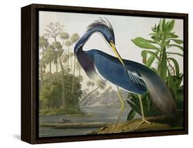 Louisiana Heron from "Birds of America"-John James Audubon-Framed Premier Image Canvas