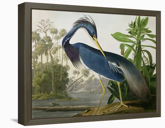 Louisiana Heron from "Birds of America"-John James Audubon-Framed Premier Image Canvas