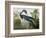 Louisiana Heron from "Birds of America"-John James Audubon-Framed Premium Giclee Print