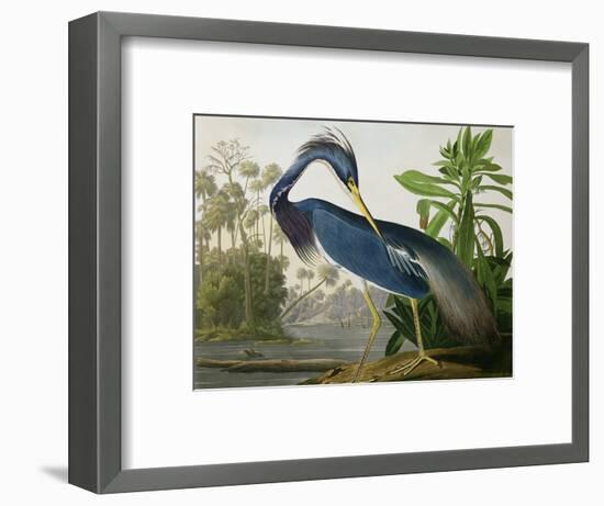 Louisiana Heron from "Birds of America"-John James Audubon-Framed Premium Giclee Print