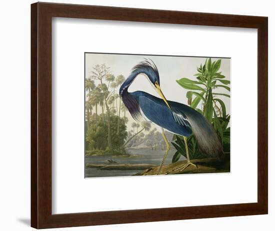 Louisiana Heron from "Birds of America"-John James Audubon-Framed Premium Giclee Print