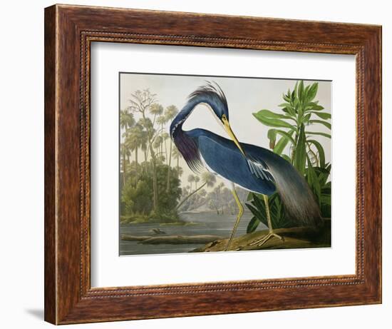 Louisiana Heron from "Birds of America"-John James Audubon-Framed Premium Giclee Print